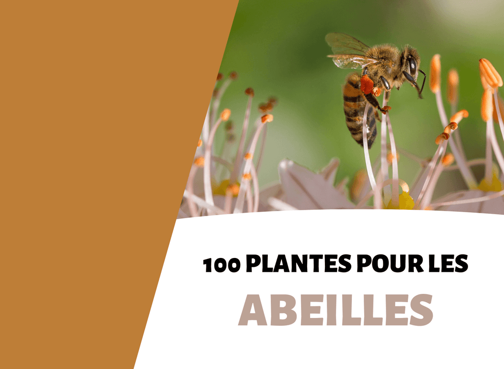 100 plantes polliniferes pour les abeilles